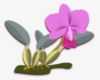 Cliparts For Free Download Orchid Clipart Cattleya - Orquideas Cattleya Png, Transparent Png, Transparent PNG