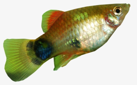 Platy Fish Transparent Background - Fish Pictures With Transparent Background, HD Png Download, Transparent PNG