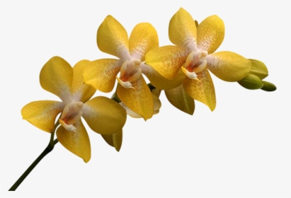 Png Клипарт Beautiful Orchids Flower - Yellow Orchids Png, Transparent Png, Transparent PNG