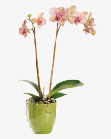 Orchid Plant, HD Png Download, Transparent PNG
