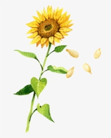 Sunflower Petals Falling Drawing, HD Png Download, Transparent PNG