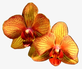 Plant Flower Moth Orange Orchids Orchid Clipart - Moth Orchid, HD Png Download, Transparent PNG