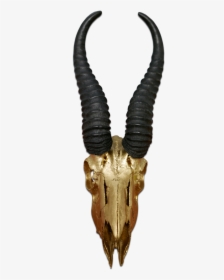 Real Springbok Skull Gold Spray Painted Metal Bracket - Antelope, HD Png Download, Transparent PNG