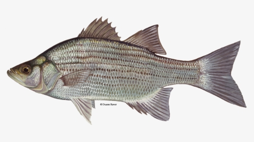 Illustration Of A White Bass - White Bass, HD Png Download, Transparent PNG