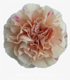 Carnation, HD Png Download, Transparent PNG