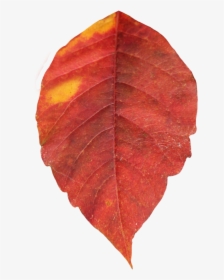 Real Fall Leaves Png - Autumn Leaves Png, Transparent Png, Transparent PNG