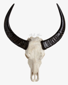Animal Skulls Cattle Horn - Animals Skull, HD Png Download, Transparent PNG