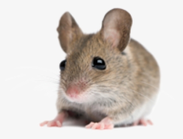 Rat Mouse Png Free Download - Cute Mice, Transparent Png, Transparent PNG