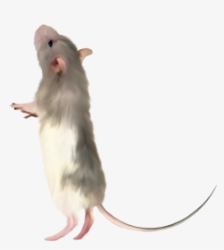 Mouse Png Pics - Transparent Background Rats Png, Png Download, Transparent PNG