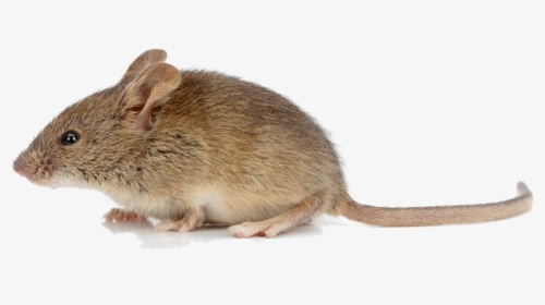 Jumping Footed Mice,white Footed Rat - Animal Mouse Png, Transparent Png, Transparent PNG
