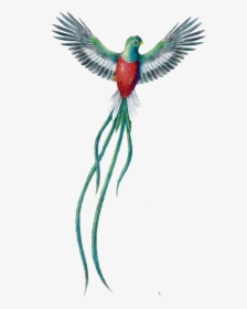 35e0d050e - Guatemalan Quetzal Bird, HD Png Download, Transparent PNG