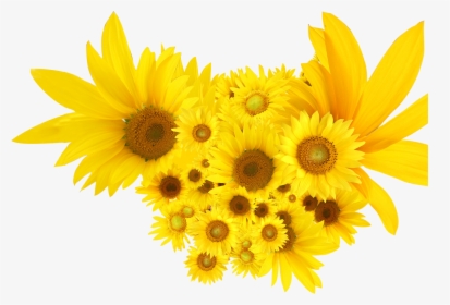 Png Clip Art Sunflowers, Transparent Png, Transparent PNG