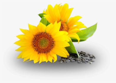 Ceoco Produces High Quality Crude Sunflower Oil For - Sunflower Oil Png Oil, Transparent Png, Transparent PNG