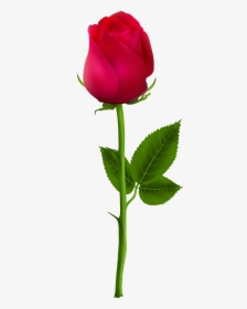 Rose Stem Graphic - Beautiful Rose Single Flower, HD Png Download, Transparent PNG