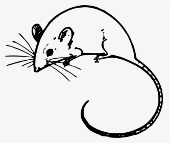 Mouse Clipart Transparent - Mouse Clipart Black And White, HD Png Download, Transparent PNG