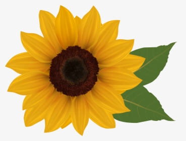 Clip Art Sunflowers - Sunflower Clipart, HD Png Download, Transparent PNG