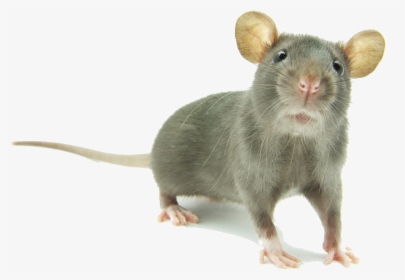 Mouse Png Images Hd - Young Rats, Transparent Png, Transparent PNG