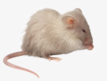 Mouse, Rat Png Image - Methuselah Mice, Transparent Png, Transparent PNG
