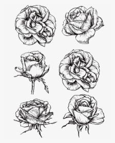 Graphic Rose Flower Black And White Roses Transprent - Tattoo Bloomed Rose Drawing, HD Png Download, Transparent PNG