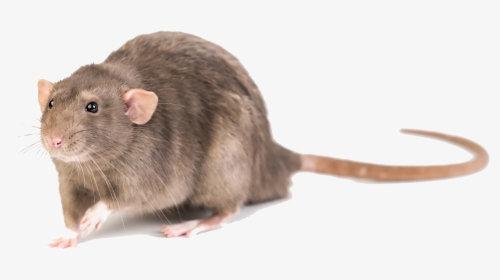 Mouse Photo Background - Mouse, HD Png Download, Transparent PNG