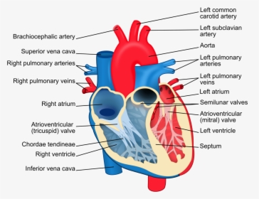 Labelled Heart Diagram, HD Png Download, Transparent PNG