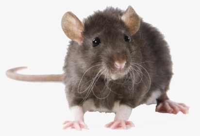 Mouse Free Pictures - Rat Indian, HD Png Download, Transparent PNG