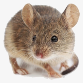 White Mouse Transparent Background - House Mouses, HD Png Download, Transparent PNG