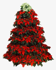 Poinsettia Clip Christmas Tree - Christmas Tree Poinsettia Clipart, HD Png Download, Transparent PNG