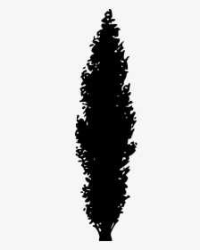 Fall Tree Silhouette - Tall Tree Black Vector Png, Transparent Png, Transparent PNG