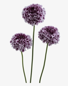 Pincushion Flower, HD Png Download, Transparent PNG