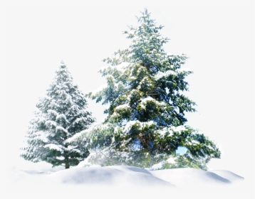 Snow Pine Tree Png - Pine Tree Snow Png, Transparent Png, Transparent PNG