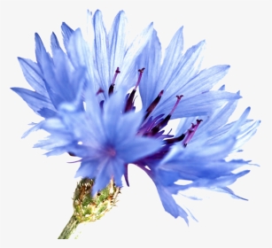 Blue Cornflowers Watercolor Painting, HD Png Download, Transparent PNG