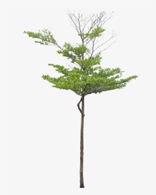 Thumb Image - Green Bucida Tree Png, Transparent Png, Transparent PNG