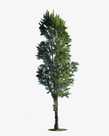 Poplar Tree Cut Out, HD Png Download, Transparent PNG