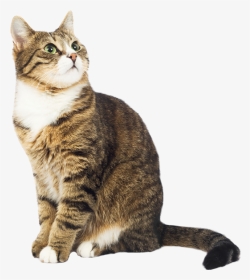 #cat #gato #chat #katze #kucing #sitting #tabby #overlay - Swedish Be Like Meme, HD Png Download, Transparent PNG