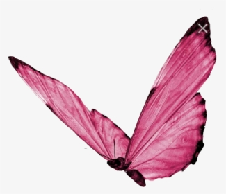 Butterfly Transparent, HD Png Download, Transparent PNG