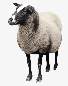 Sheep Goat Clip Art Transparency Cattle - Lamb Sheep Png, Transparent Png, Transparent PNG
