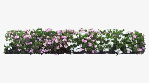 Download Plant Flower Shrub Tree White Garden Hq Png - Garden Flower Tree Png, Transparent Png, Transparent PNG