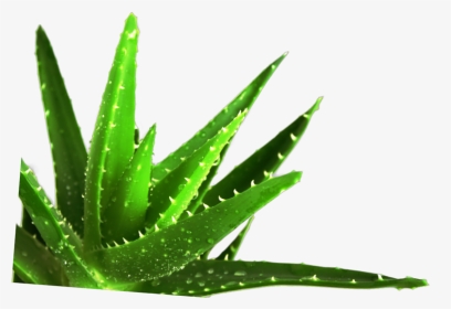 Succulent Plant Medicine Medicinal Plants - Ayurvedic Aloe Vera Plants, HD Png Download, Transparent PNG