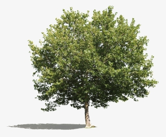 Cutout Tree Png Platanus, Transparent Png, Transparent PNG