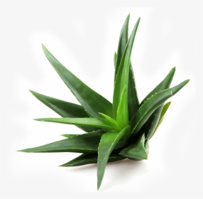 Aloe Barbadensis Extract, HD Png Download, Transparent PNG