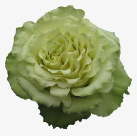 Wild Cabbage, HD Png Download, Transparent PNG