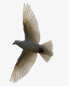Bird Flying Transparent Background, HD Png Download, Transparent PNG
