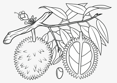 Fruit Tree Clipart Black And White Jpg Transparent - Black And White Durian Tree Clipart, HD Png Download, Transparent PNG