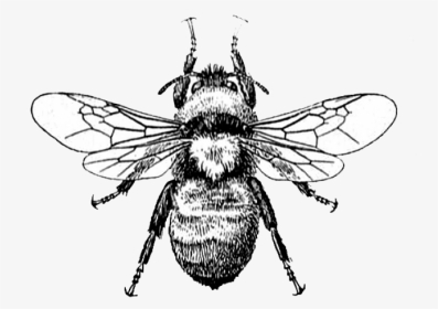 Bee Drawing, HD Png Download, Transparent PNG