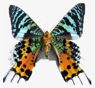 #butterfly #rare - Vanessa Cardui, HD Png Download, Transparent PNG