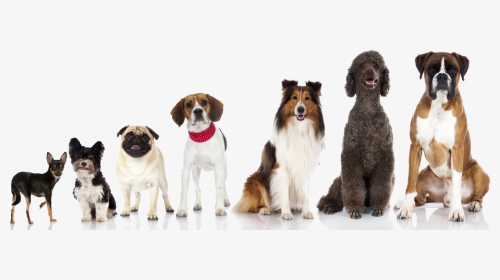 Multiple-dogs - Facebook Cover Images Dogs, HD Png Download, Transparent PNG