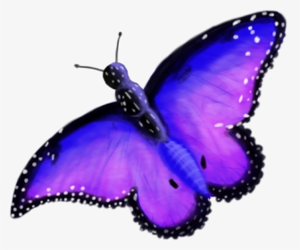 Butterflies Transparent Enchanted - Enchanted Butterfly, HD Png Download, Transparent PNG