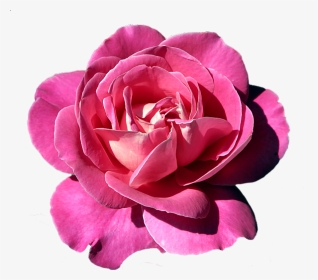 Rose, HD Png Download, Transparent PNG