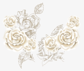 #mq #rose #roses #white #flowers #flower #garden - White Rose Background Vector, HD Png Download, Transparent PNG